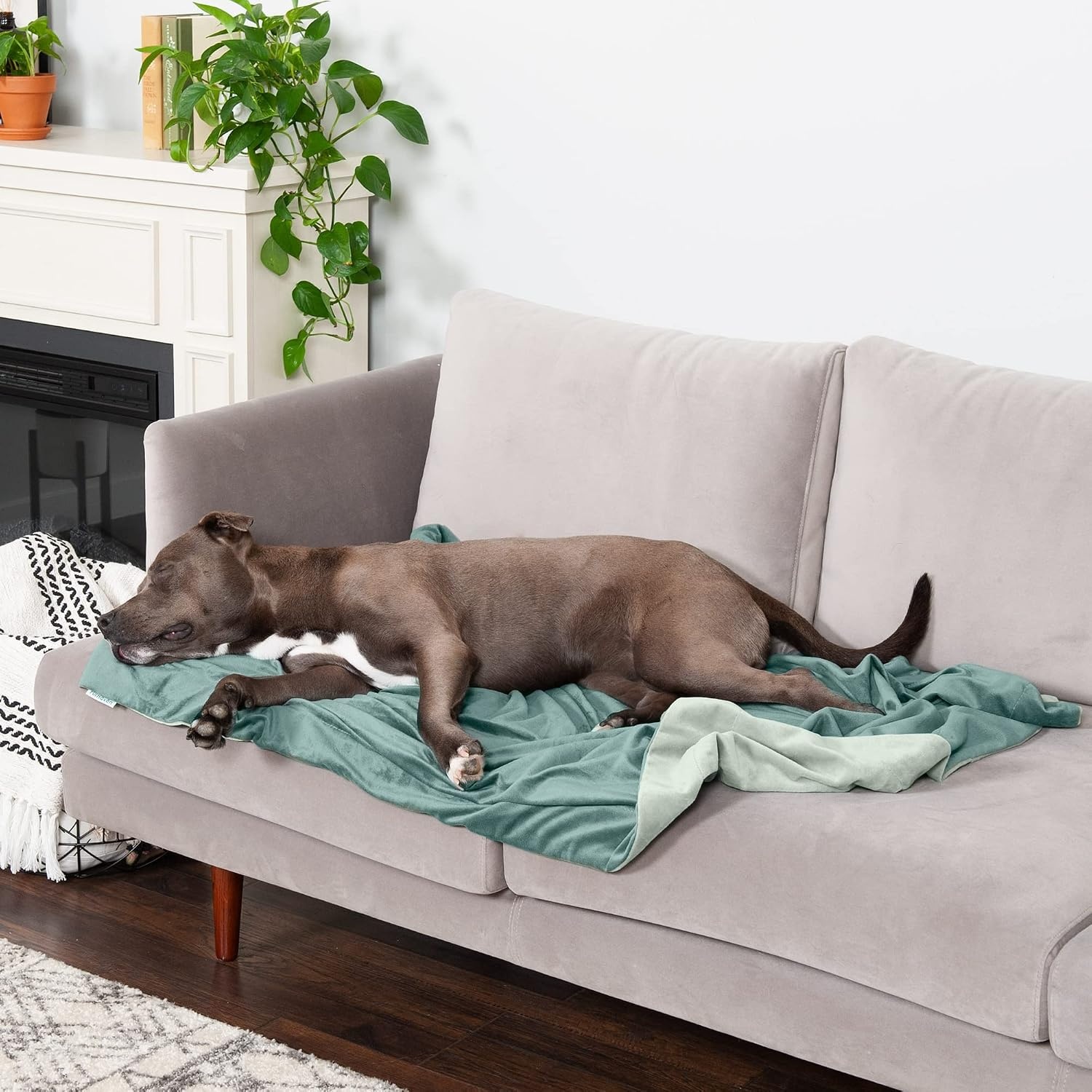 image:imageFurhaven Waterproof Throw Blanket for Dogs amp Indoor Cats Washable TwoTone Luxe Velvet Dog Blanket Celadon Green MediumCeladon Green