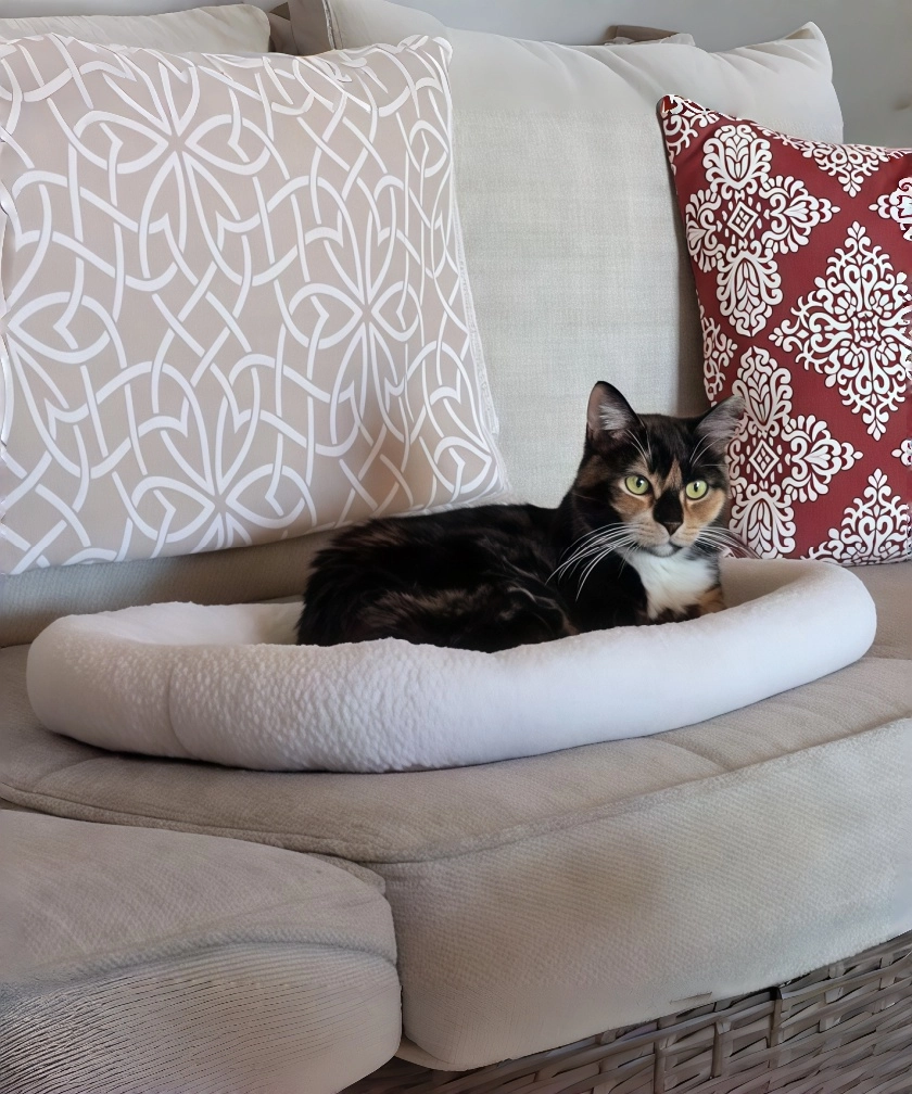 FURHAVEN Large Breed Dog Bed and Puppy Essentials