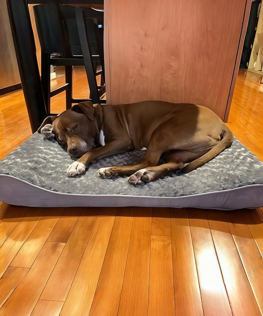 FURHAVEN Large Breed Dog Bed and Puppy Essentials